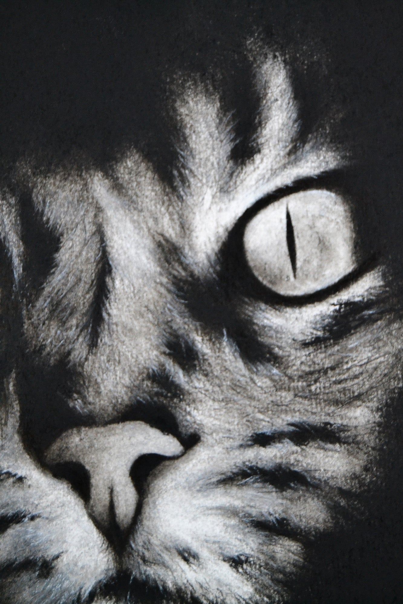 El Gato