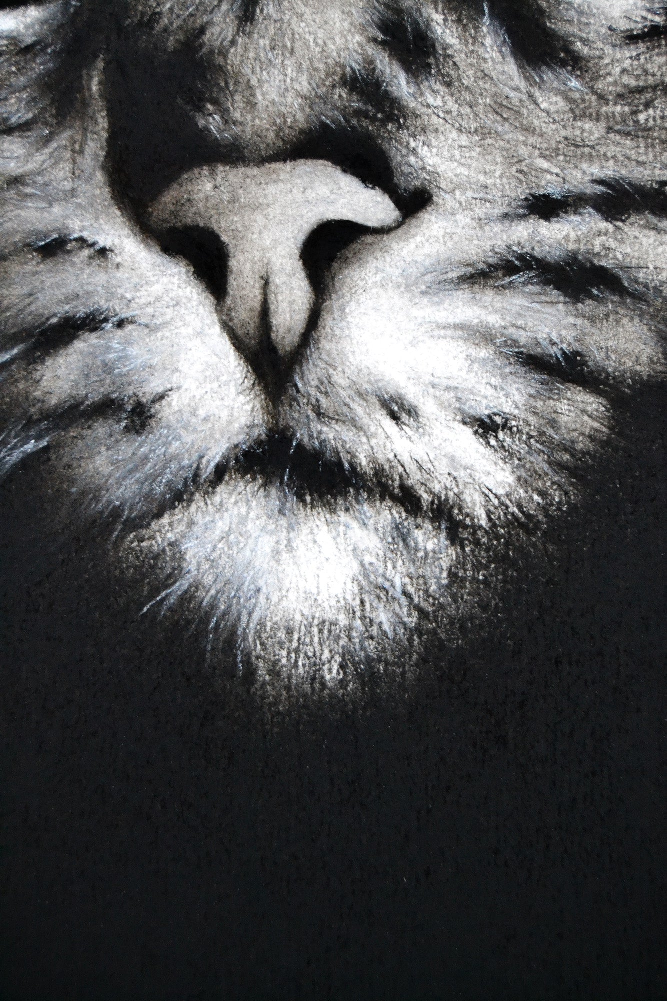 El Gato
