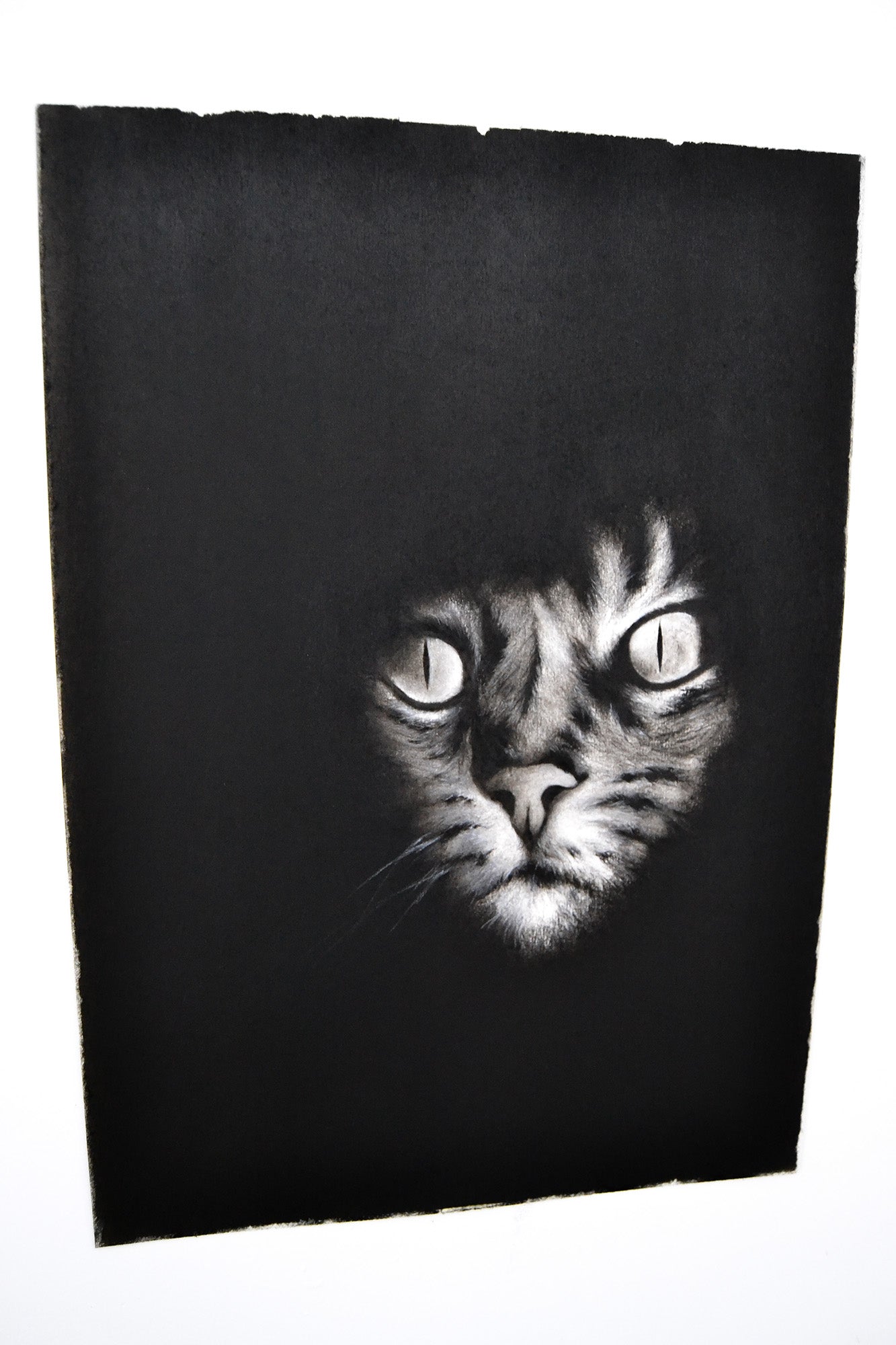 El Gato