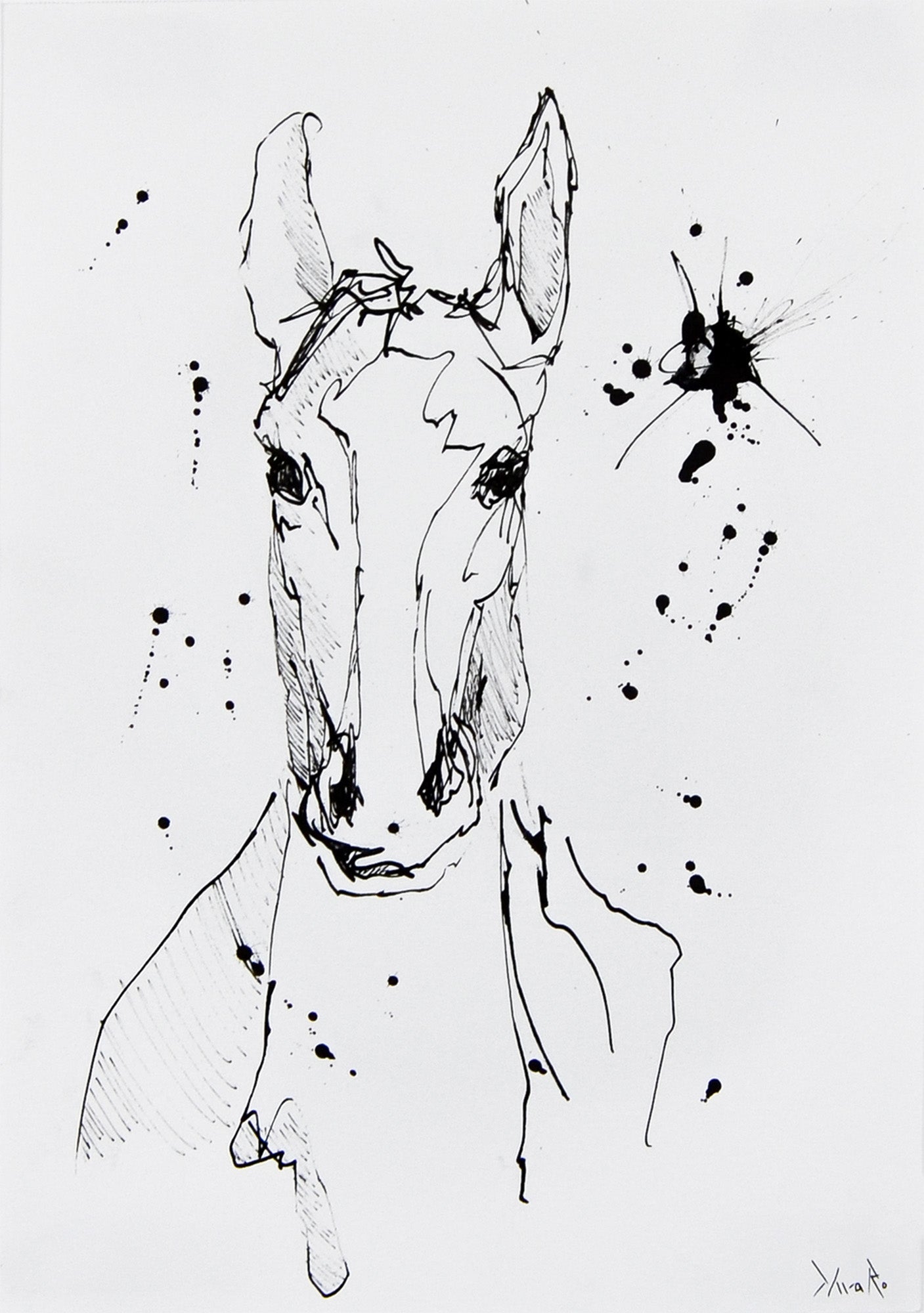 Equuleus