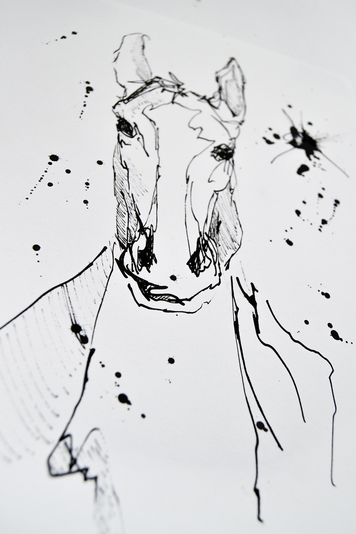 Equuleus