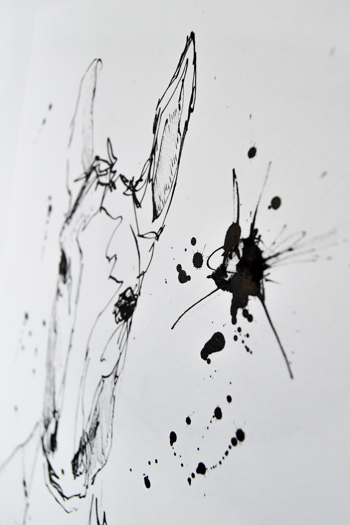 Equuleus
