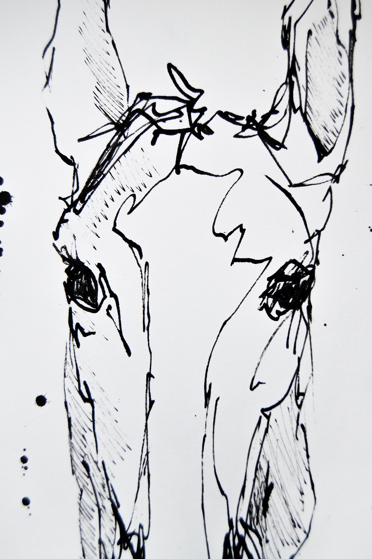 Equuleus