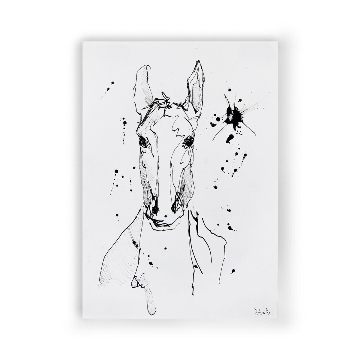 Equuleus