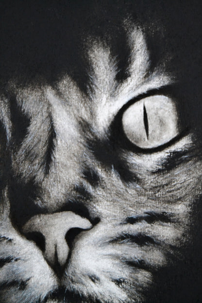 El Gato