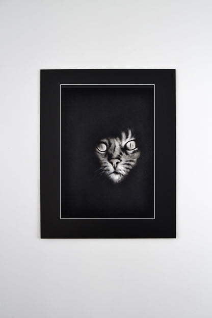 El Gato