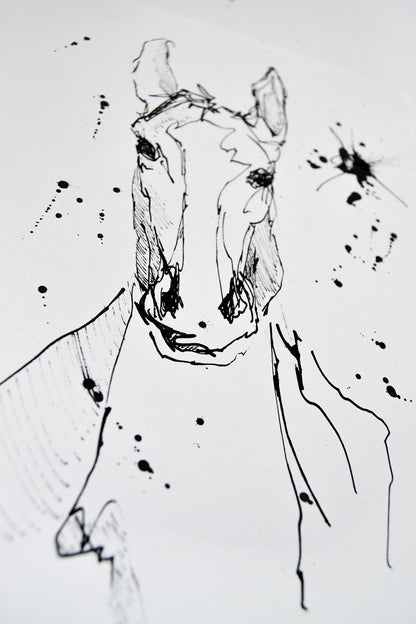 Equuleus